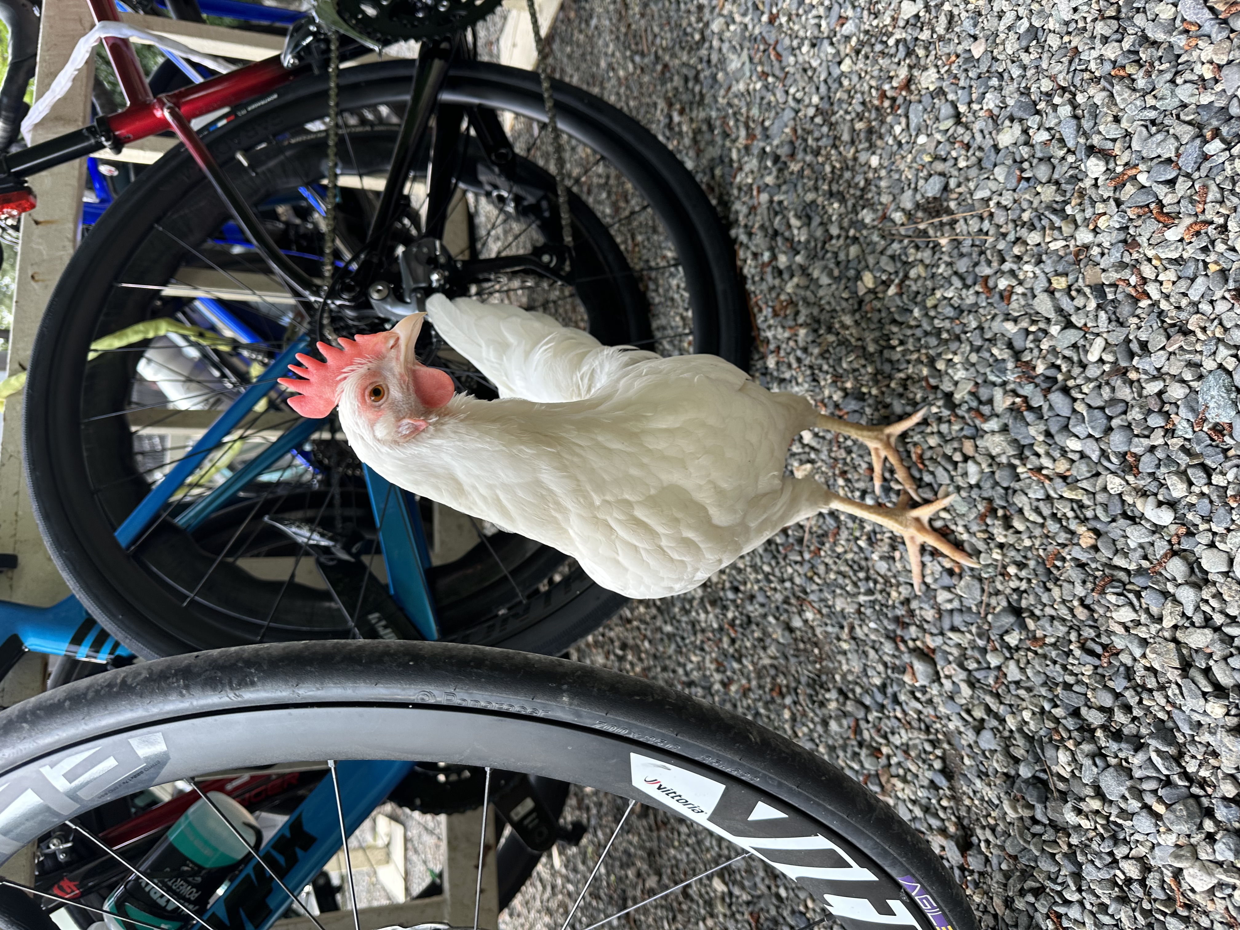 伊勢神宮外宮　鶏　ニワトリ
